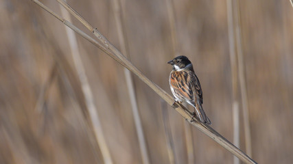 Maschio di migliarino di palude, posato sulla canna della palude