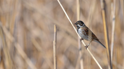 Maschio di migliarino di palude, posato sulla canna della palude