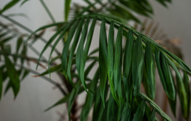 Fototapeta na wymiar green plant