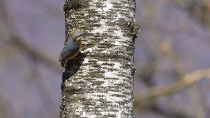 Picchio muratore sul ramo di una betulla nel bosco