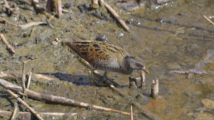 Voltolino in cerca di cibo nella palude