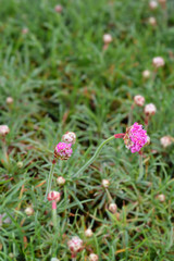 Sea Thrift Rosea Compacta