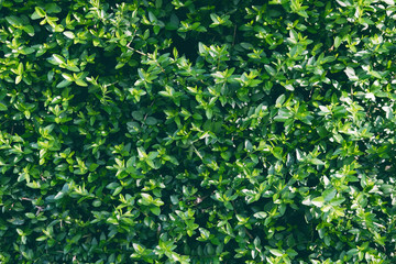 Green fern Leafs in garden background..