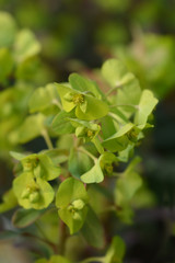 Wood spurge Purpurea