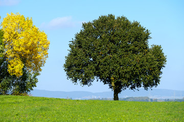 Einzeln stehender Baum auf Hügelkuppe