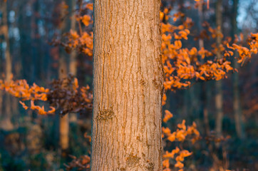 autumn leaves illuminated by evening light behind tree trunk