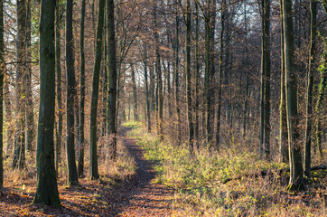 trail thourgh forest in autumn