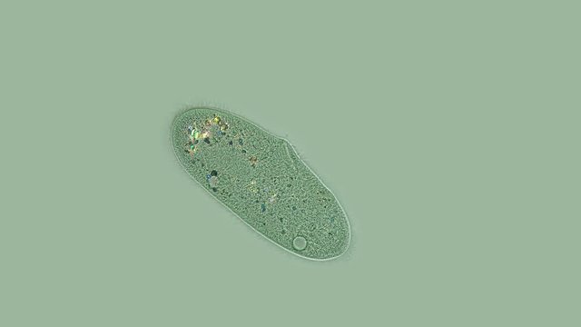 ciliates Param cium under a microscope, protozoa, in the video, internal organs and food are poured with different colors and the work of cilia and vacuus is visible, can be found in any aquarium, is