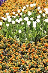 field of yellow tulips