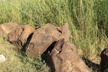 Fototapeta premium stump in forest