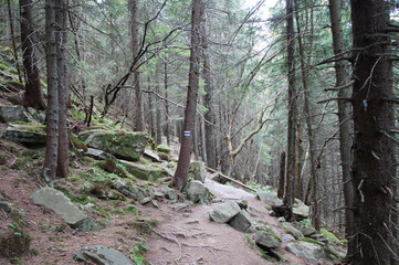 Mountain fairytale forest of trolls with green stones and rocks with moss.
