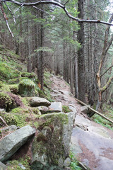 Mountain fairytale forest of trolls with green stones and rocks with moss.