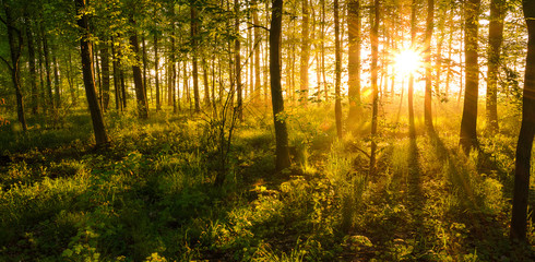 Fototapeta na wymiar sunrise shining through the woods