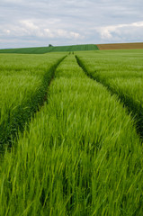 field of wheat with tracks of tractor