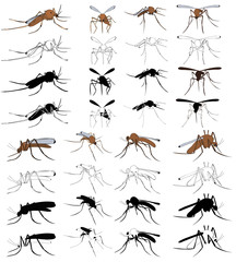 isolated, mosquito, set