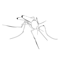 sketch, lines mosquito