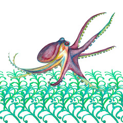 Dancing octopus in green algae.