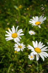 Obraz na płótnie Canvas field of daisies