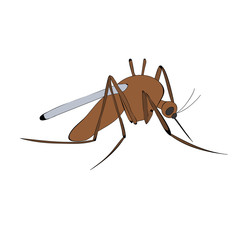  isolated, mosquito, brown