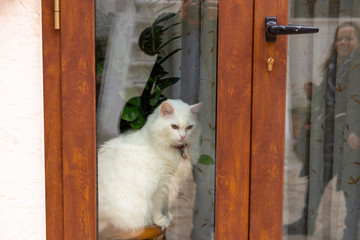 Italy, Ostuni, cat in the foreground in a typical house