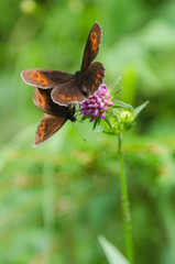 two butterflies on flower