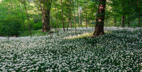 trees in forest with wild garlic field