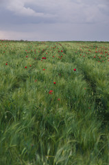 wheat field with red poppies