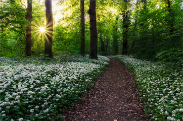 Footpath through forest at sunset