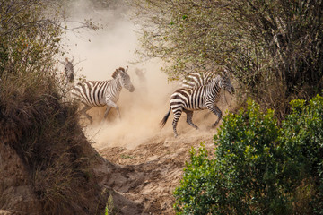 Naklejka na ściany i meble Zebra close to the river before crossing the Mara River in the migration season in the Masai Mara National Park in Kenya