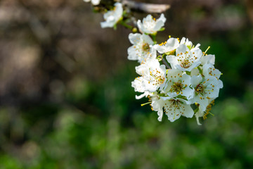 Blooming white flowers of cherry plum on branch. White petals of flowers of blossoming tree on blurred background of greenery of magic garden. Selective focus. Close-up. Nature concept for design.