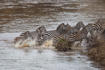 Fototapeta na wymiar Zebra crossing the Mara River in the migration season in the Masai Mara NAtional Park in Kenya