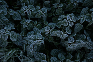 top down view on plants covered with frost