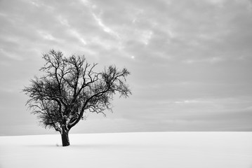 single tree without leaves on hill covered in snow