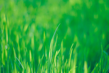 fresh spring green grass. natural background.