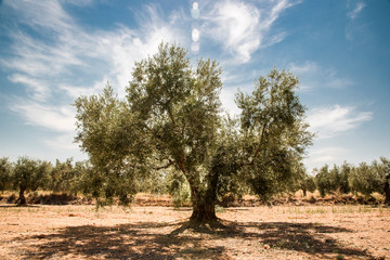 Fototapeta premium old olive tree in southern Spain