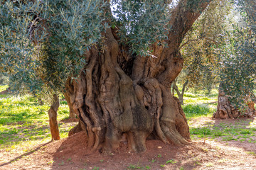 Italy, Ostuni, ancient olive trees in the characteristic Apulian countryside