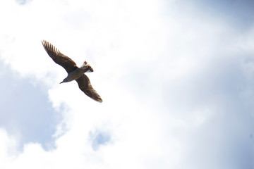 A lone seagull in the sky, a bird soars beautifully among the clouds