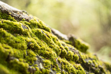  Moss on the trunk of trees