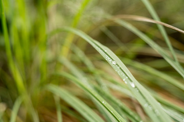 Wet herbs in the mountain
