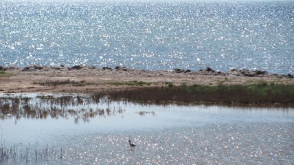 sandpiper by the sea on a sunny day