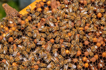 A bunch of bees on a honeycomb in a hive