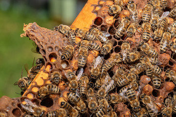 A bunch of bees on a honeycomb in a hive