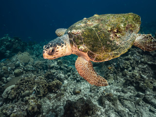 Fototapeta na wymiar Loggerhead Sea Turtle in coral reef of Caribbean Sea around Curacao