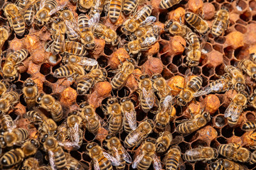A bunch of bees on a honeycomb in a hive
