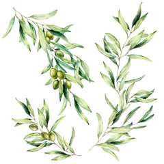 Watercolor olive tree branch set with leaves and green olives. Hand painted floral illustration isolated on white background for design, print, fabric or background.