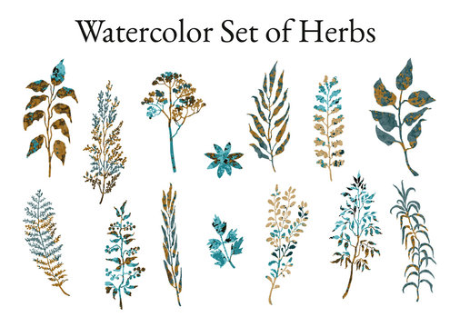 Vector colorful illustration set of herbs, plants and flowers. Hand drawn graphic sketches for you design