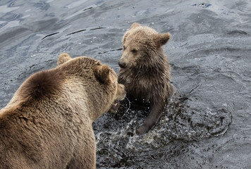 Cute family of brown bear mother bear and its baby playing in the dark water. Ursus arctos...