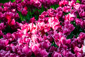 Beautiful pink tulips in sunny weather in Holland