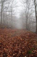 Obraz premium Forest in autumn with fog