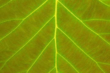 Fresh green leaf texture with visible veins close-up.